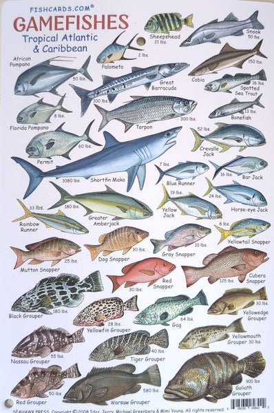 Gamefishes of the Tropical Atlantic & Caribbean Waterproof Guide Card