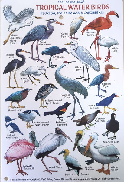 Tropical Water Birds of Florida, the Bahamas & Caribbean Waterproof Card