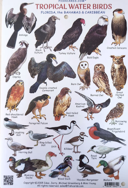 Tropical Water Birds of Florida, the Bahamas & Caribbean Waterproof Card