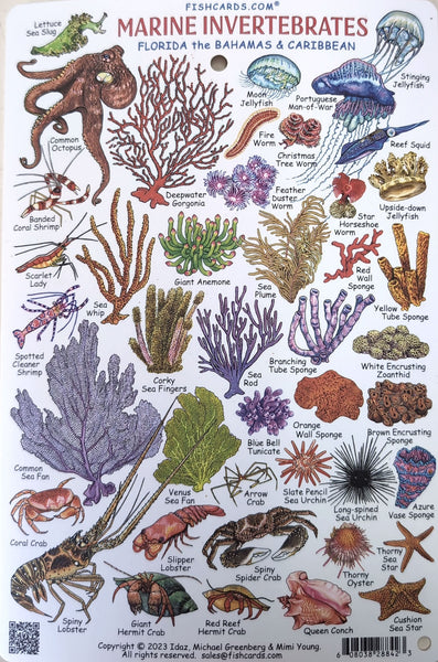 Hard Corals and Marine Invertebrates of Florida, the Bahamas & Caribbean Waterproof Card