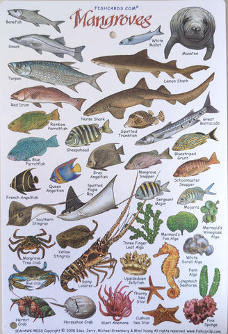 Mangroves Field Guide Waterproof Card