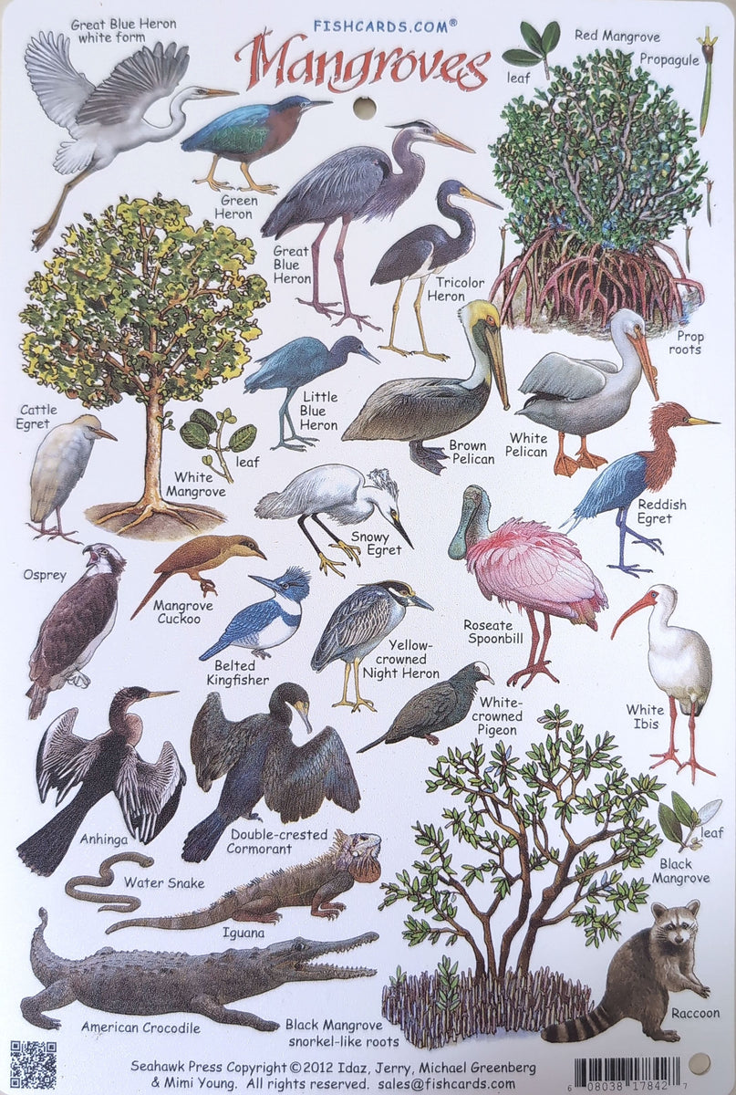 Mangroves Field Guide Waterproof Card – stjohnspice.com