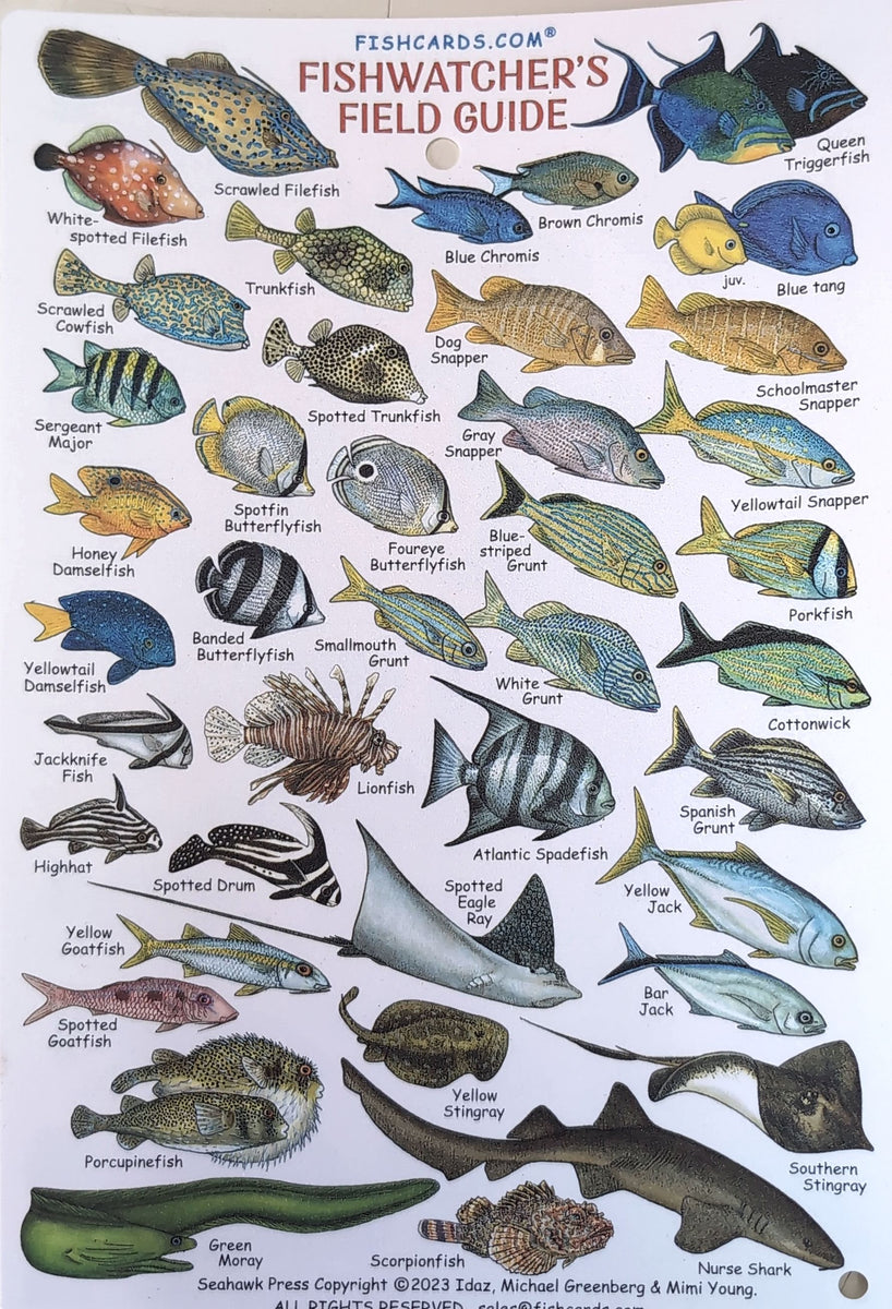 Fishwatcher's Field Guide Waterproof Card – stjohnspice.com