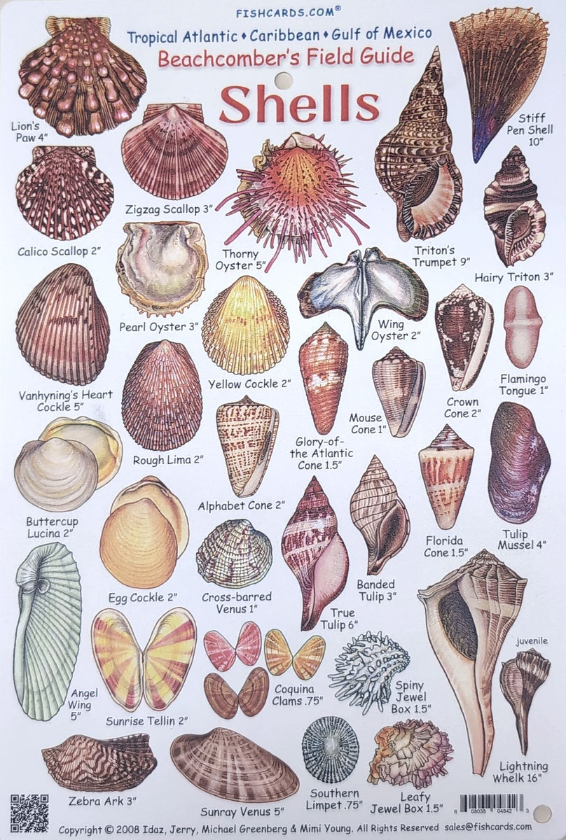 Caribbean Shell Guide Beachcombers Field Guide to Shells of the Tropical Atlantic, Caribbean ...