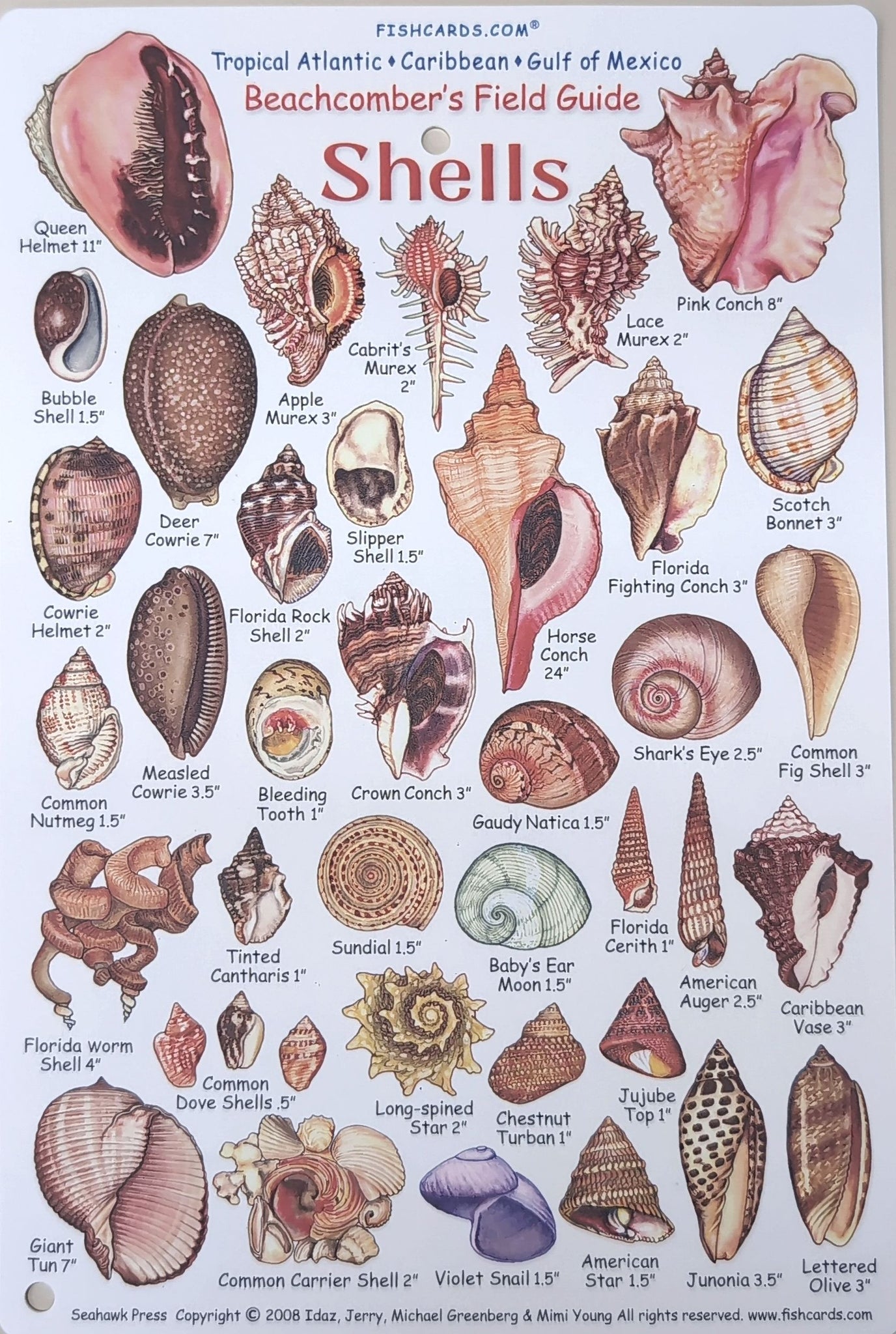 Beachcombers Field Guide to Shells of the Tropical Atlantic, Caribbean and Gulf of Mexico
